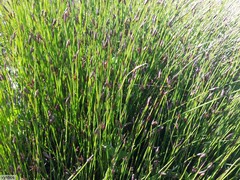 Hypodiscus willdenowia