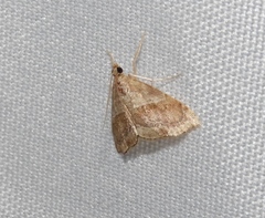 Scybalistodes vermiculalis