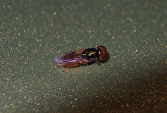 Microchrysa flaviventris