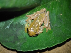 Dendropsophus elegans