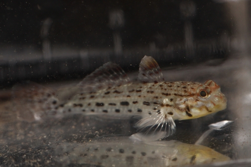 Istigobius ornatus