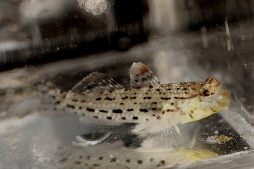 Istigobius ornatus