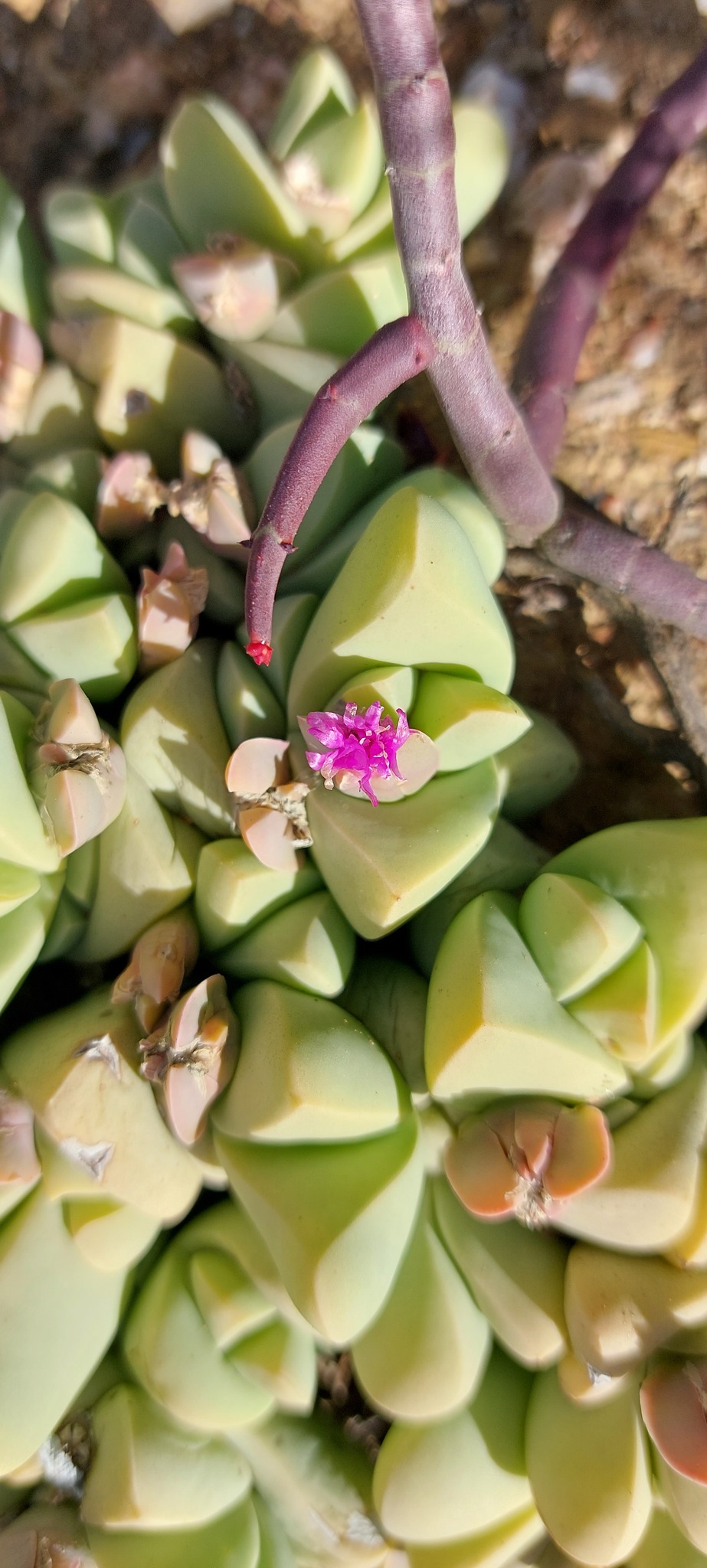 Mimic Humpfig (Gibbaeum petrense)
