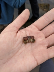 Paraxanthias taylori