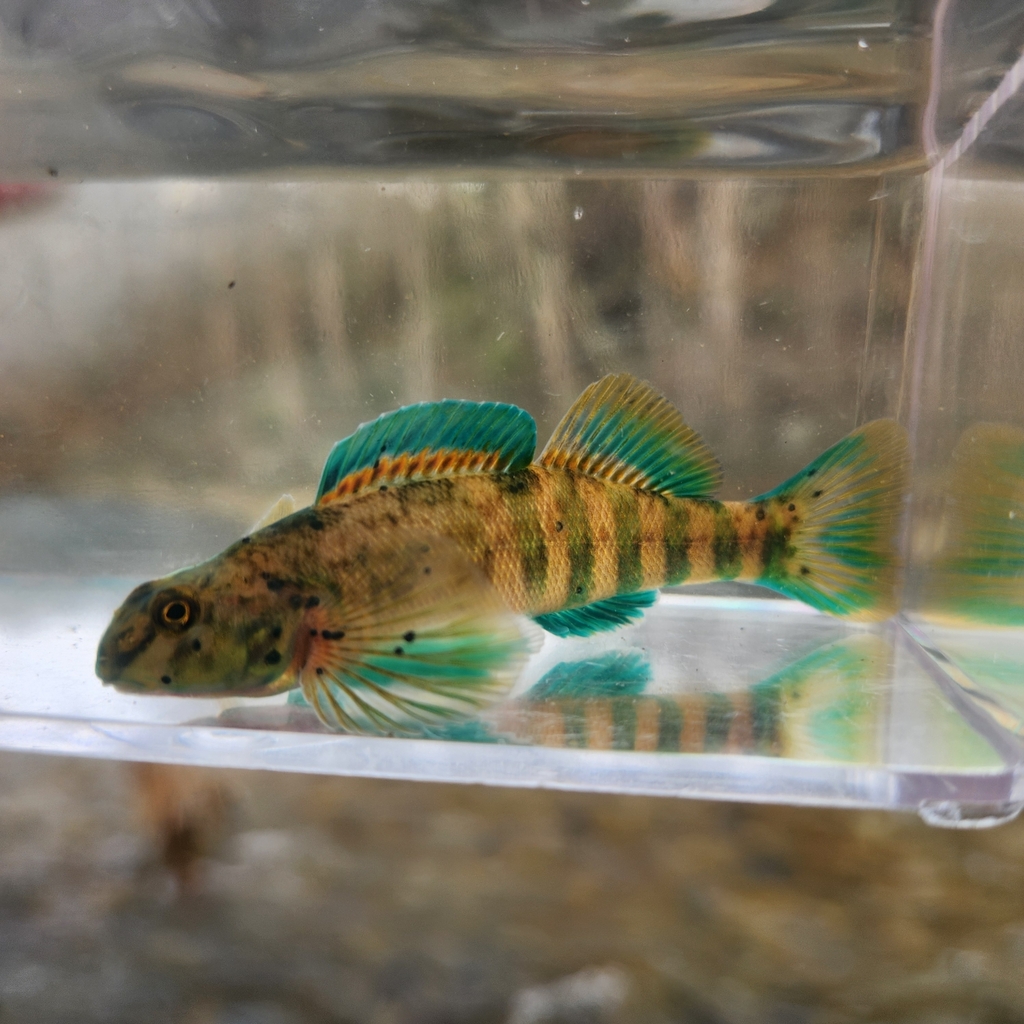 Greenside Darter from Frederick County, MD, USA on April 9, 2024 at 05: ...