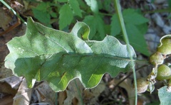 Dryocosmus quercuspalustris