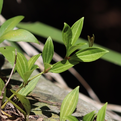 Image of Peperomia pereskiifolia by (c) Thomaz Ricardo Favreto Sinani, some rights reserved (CC BY)