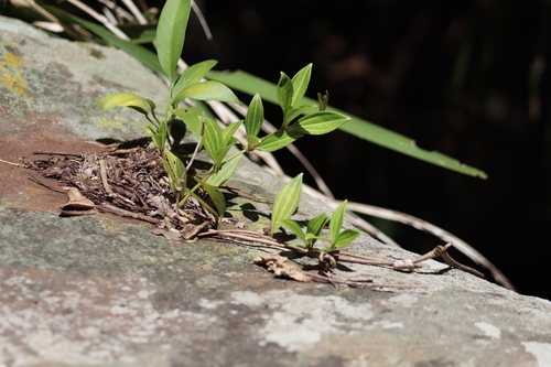 Image of Peperomia pereskiifolia by (c) Thomaz Ricardo Favreto Sinani, some rights reserved (CC BY)