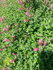 Scutellaria suffrutescens