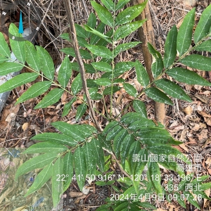 Sapindus mukorossi, 壽山國家自然公園, 左營區, KHH, TW