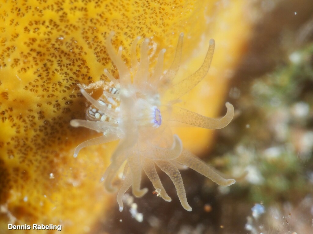 Bunodeopsis pelagica
