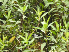 Atlapetes leucopterus