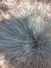 Festuca glauca