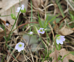 Hepatica americana