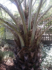 Butia capitata