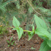 Scrophularia lanceolata - Photo (c) pietila4, algunos derechos reservados (CC BY-SA)
