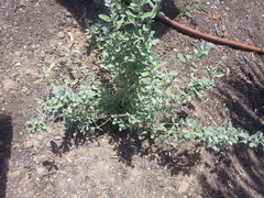 Salvia chamaedryoides