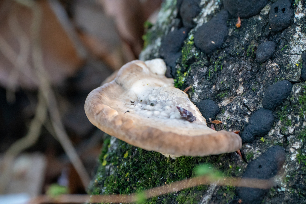Trametes orientalis · April 2024 · photo: © tbc_watanabe (iNaturalist, cc-by)
