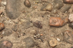 Cephalotes maculatus