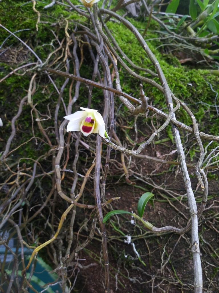 Dendrobium scoriarum W.W.Sm.