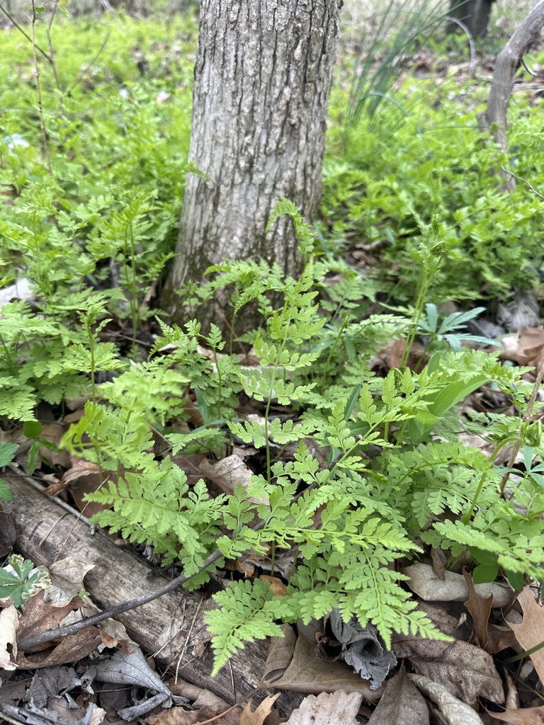 lowland brittle fern from Saint Mary, MO, US on April 7, 2024 at 0204