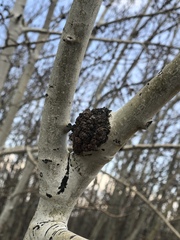 Aceria parapopuli