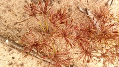 Cyperus niger