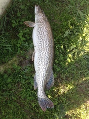 Esox cisalpinus