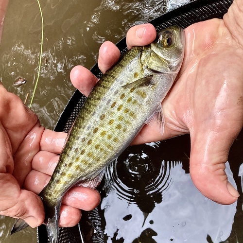 Australian herring (Arripis georgianus) — Arripidae