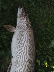 Esox cisalpinus