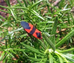Oncopeltus fasciatus
