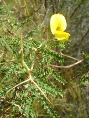 Adesmia miraflorensis