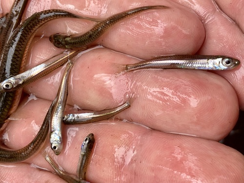 Western hardyhead (Leptatherina wallacei) — Atherinidae — 5