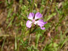 Clarkia
