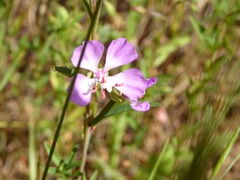 Clarkia
