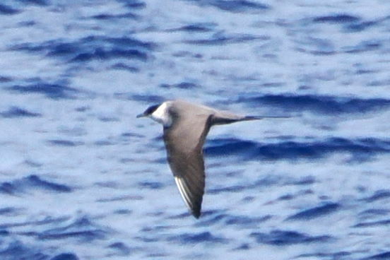 Long-tailed Jaeger