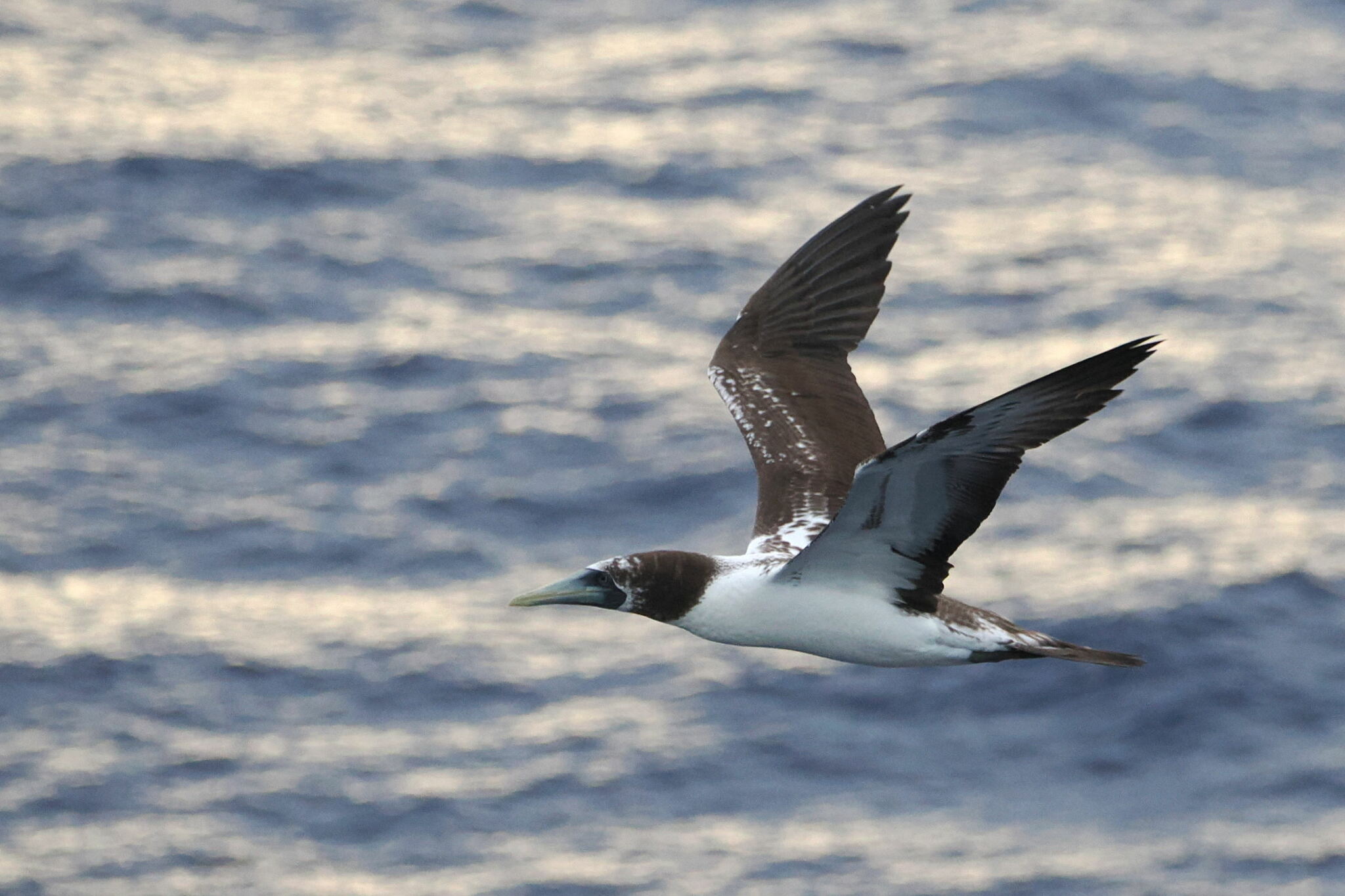 Masked Booby
