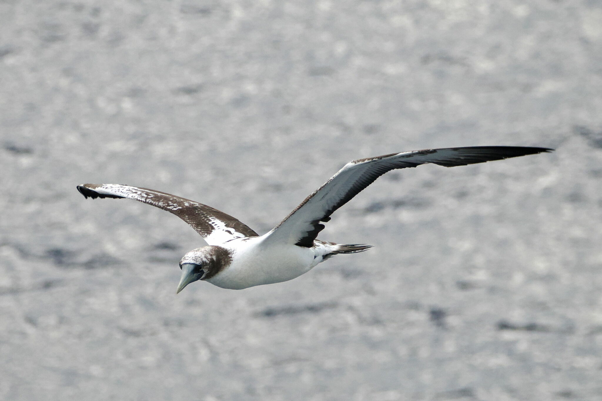 Masked Booby