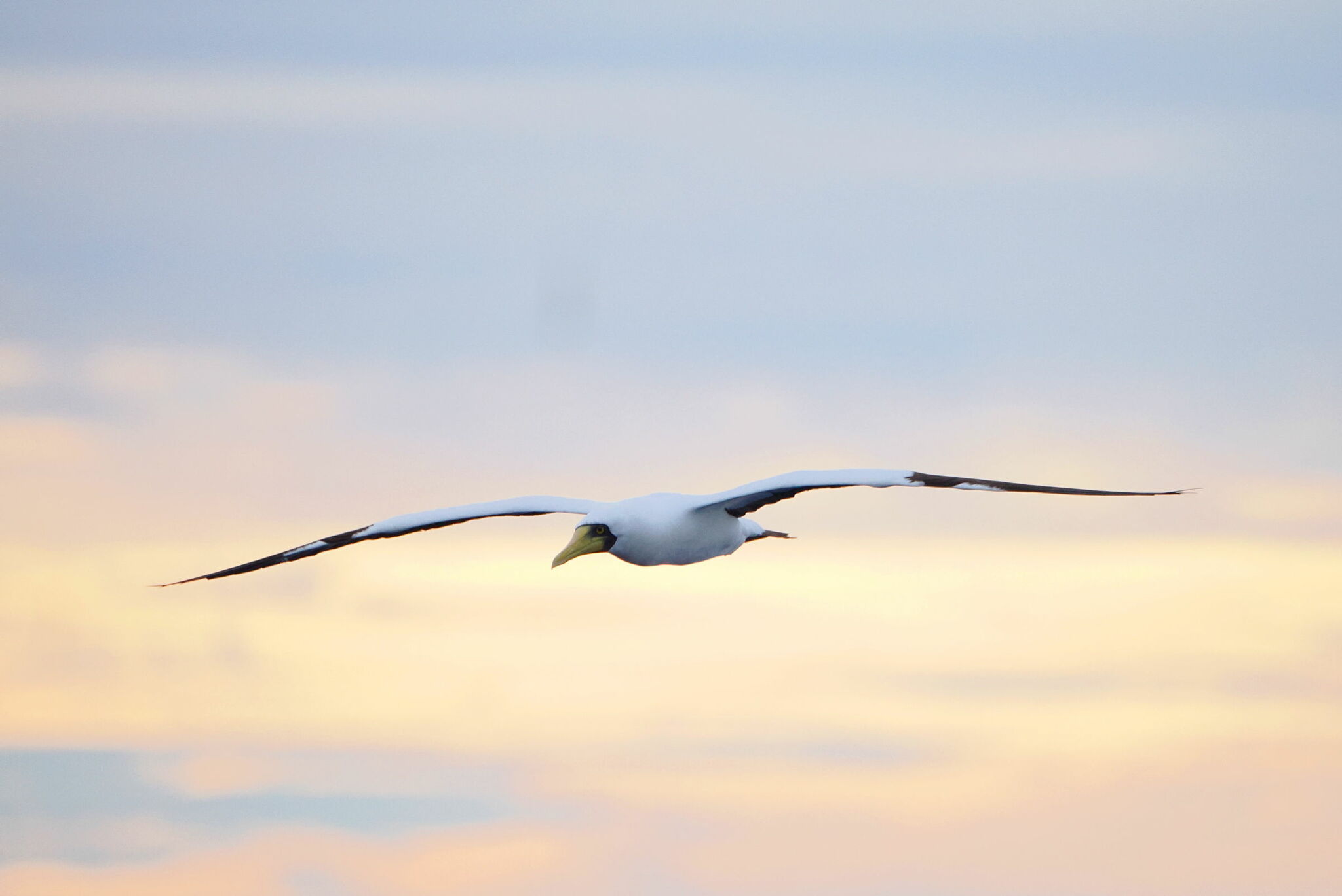 Masked Booby