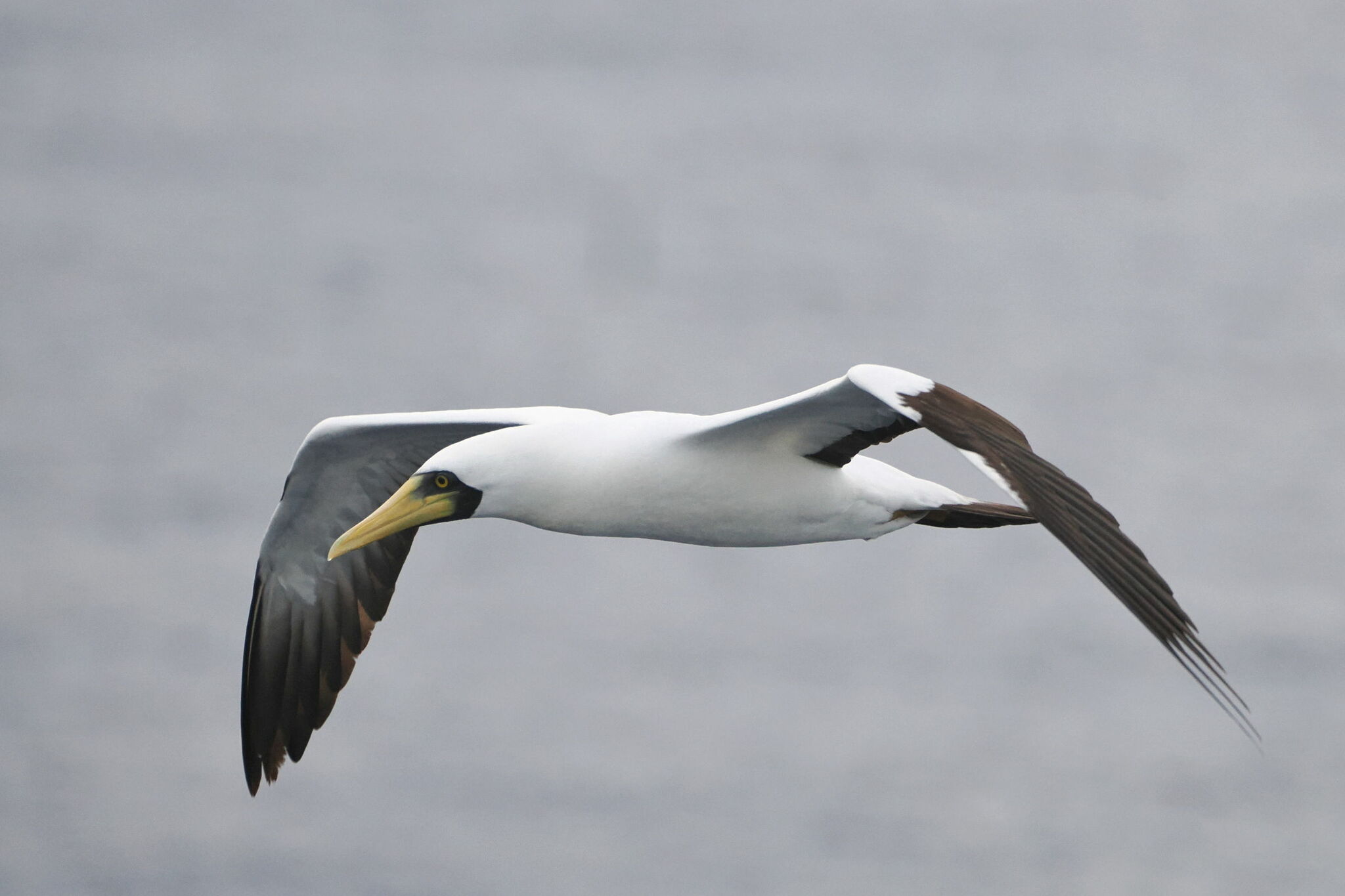 Masked Booby