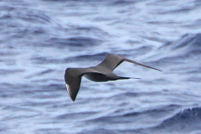 Long-tailed Jaeger