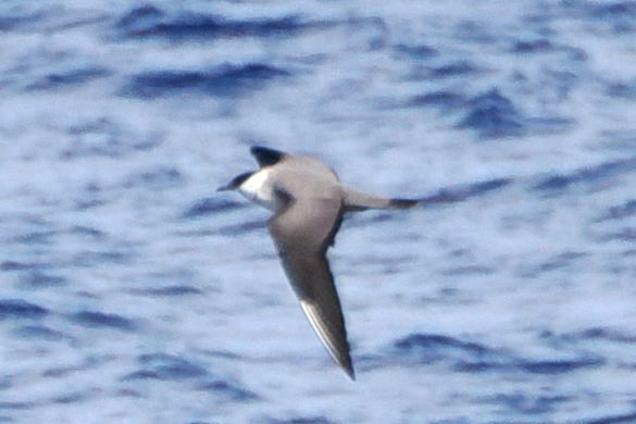 Long-tailed Jaeger