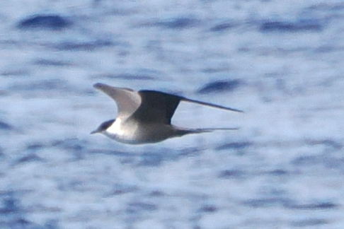Long-tailed Jaeger