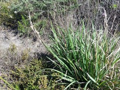 Tetraria triangularis