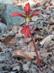 Sprekelia formosissima