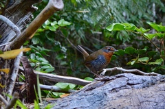 Scelorchilus rubecula