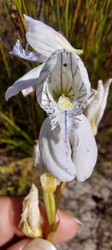 Beard Disa (Disa barbata)