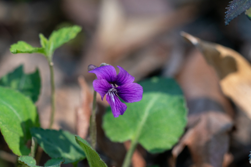 Image of Viola phalacrocarpa by (c) WATANABE Hitoshi 渡辺仁, some rights reserved (CC BY)
