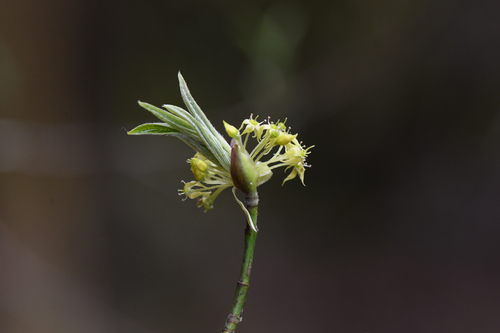 Blackfruit dogwood (Cornus sessilis)