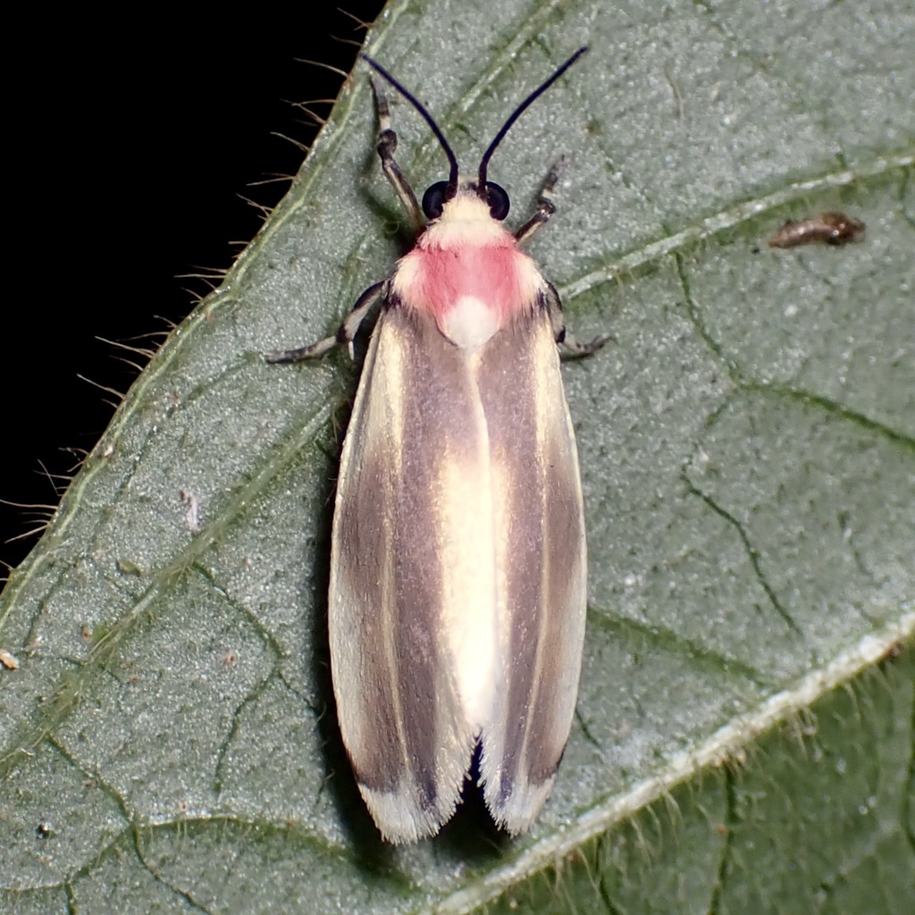 Rhabdatomis melinda